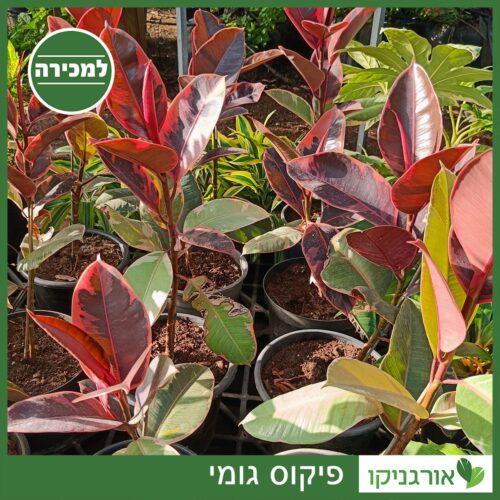 פיקוס גומי למכירה - מחיר