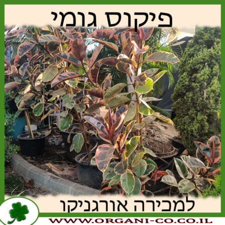 פיקוס גומי למכירה - מחיר