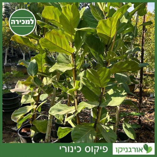 פיקוס כינורי למכירה - מחיר