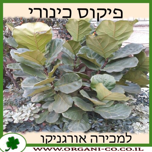 פיקוס כינורי למכירה - מחיר