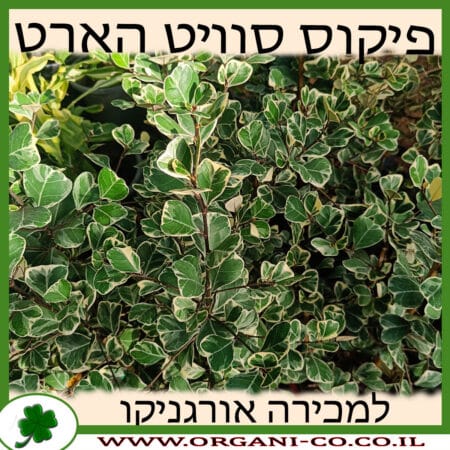 פיקוס סוויט הארט למכירה - מחיר