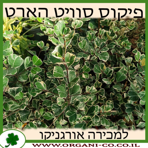 פיקוס סוויט הארט למכירה - מחיר