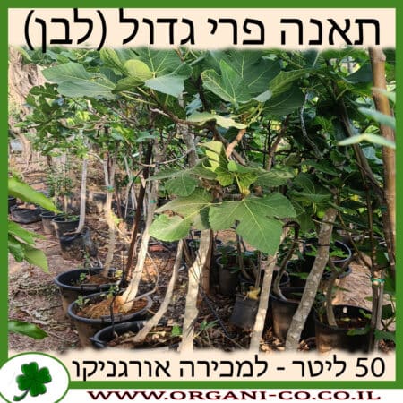 תאנה פרי גדול (לבן) 50 ליטר למכירה - מחיר