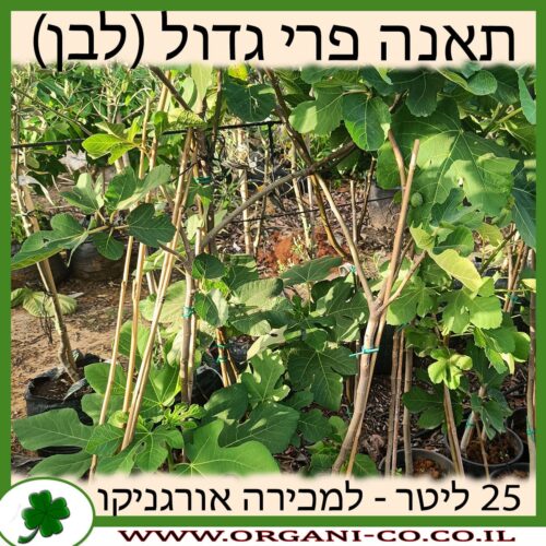 תאנה פרי גדול (לבן) 25 ליטר למכירה - מחיר