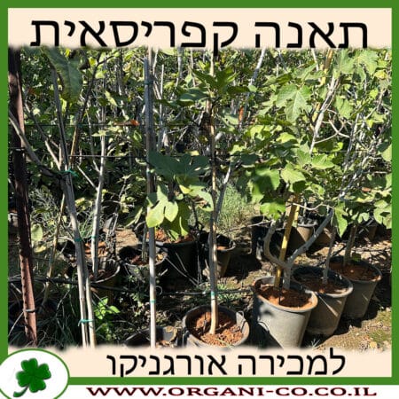 תאנה קפריסאית (לבן) 25 ליטר למכירה - מחיר