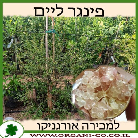 פינגר ליים למכירה - מחיר