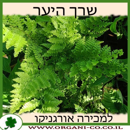 שרך יער 10 ליטר למכירה - מחיר