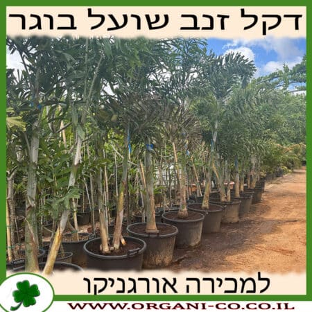 דקל זנב שועל בוגר למכירה - מחיר