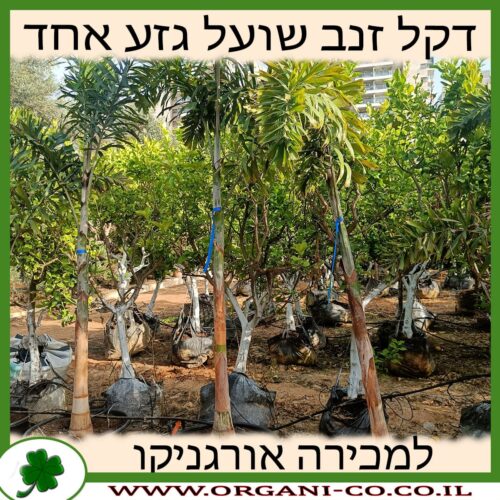 דקל זנב שועל גזע בודד בוגר למכירה - מחיר