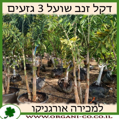 דקל זנב שועל 3 גזעים בוגר למכירה - מחיר