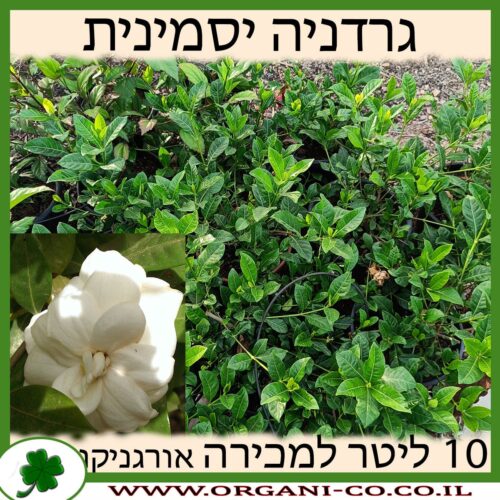 גרדניה יסמינית 10 ליטר למכירה - מחיר