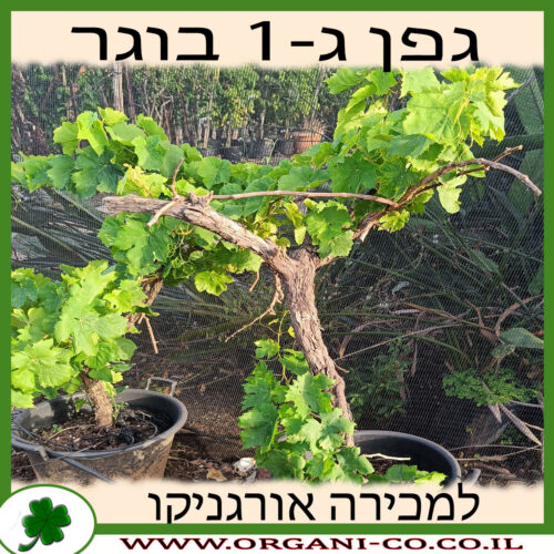 גפן ג-1 בוגר למכירה - מחיר