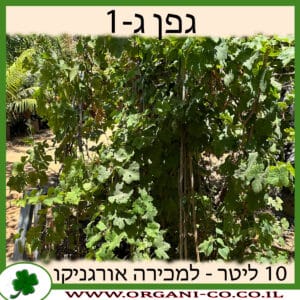 גפן ג-1 10 ליטר למכירה - מחיר