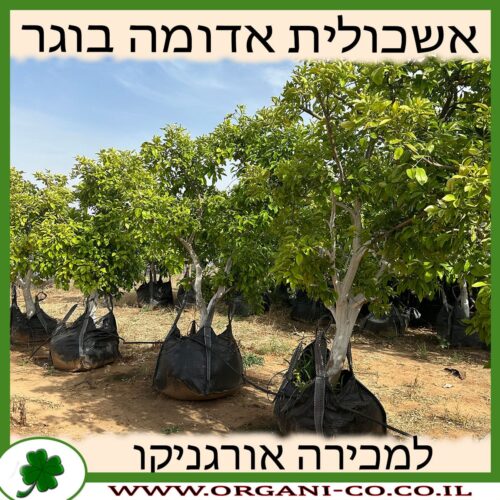 אשכולית אדומה בוגר למכירה - מחיר