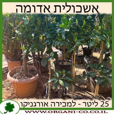 אשכולית אדומה 25 ליטר למכירה - מחיר