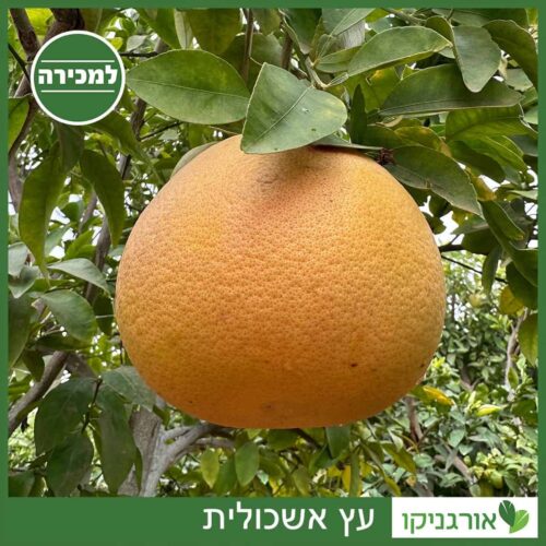 עץ אשכולית למכירה - מחיר