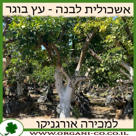 אשכולית לבנה - עץ בוגר 6-8 צול למכירה - מחיר