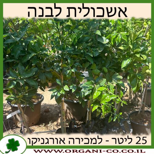 אשכולית לבנה 25 ליטר למכירה - מחיר