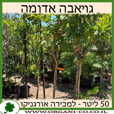 גויאבה אדומה 50 ליטר למכירה - מחיר