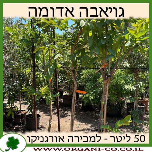 גויאבה אדומה 50 ליטר למכירה - מחיר