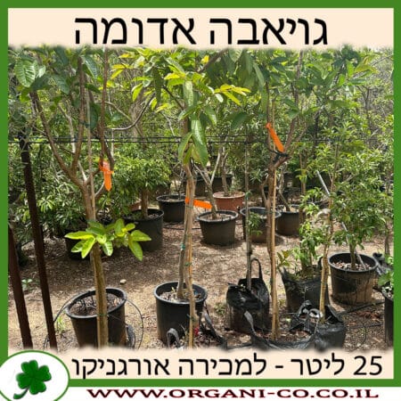 גויאבה אדומה 25 ליטר למכירה - מחיר