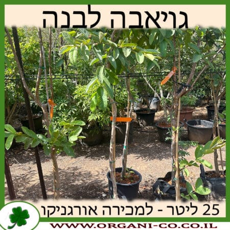 גויאבה לבנה 25 ליטר למכירה - מחיר