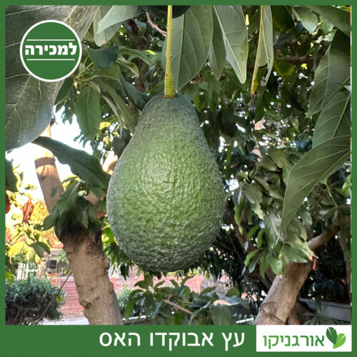 עץ אבוקדו האס למכירה - מחיר