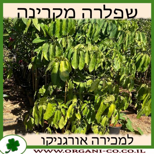 שפלרה מקרינה 25 ליטר למכירה - מחיר