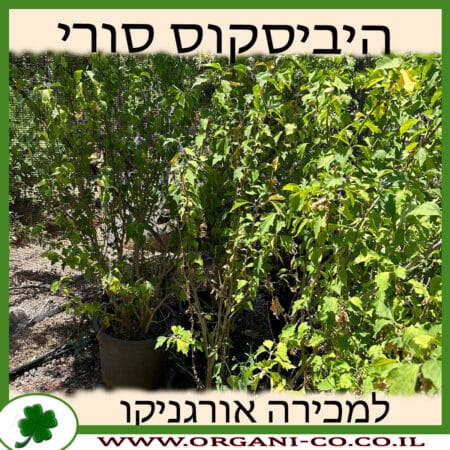 היביסקוס סורי 25 ליטר למכירה - מחיר