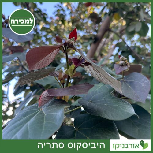 היביסקוס סתריה למכירה - מחיר