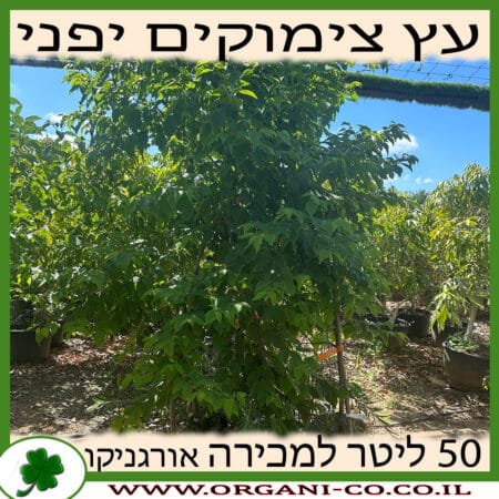 הובניה עץ הצימוקים 50 ליטר למכירה - מחיר