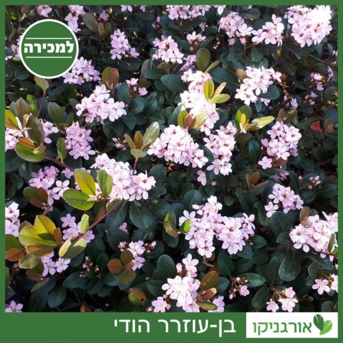 בן-עוזרר הודי למכירה - מחיר