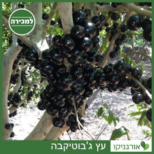 ג'בוטיקבה - למכירה - מחיר