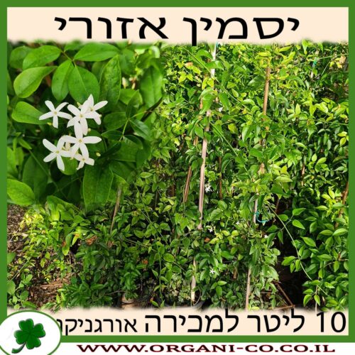 יסמין אזורי 10 ליטר למכירה - מחיר