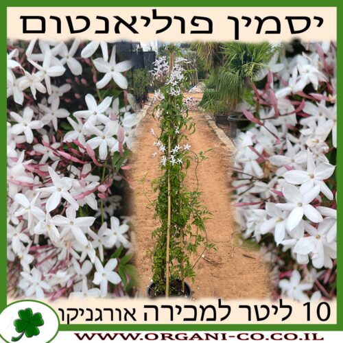 יסמין פוליאנטום 10 ליטר למכירה - מחיר