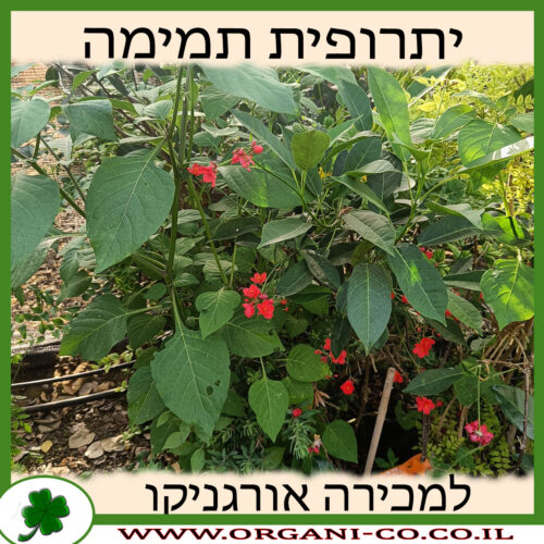 יתרופית תמימה למכירה - למחיר