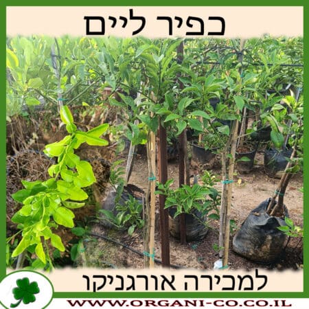 עץ כפיר ליים למכירה