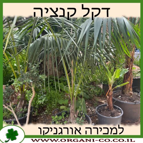 דקל קנטיה למכירה - מחיר