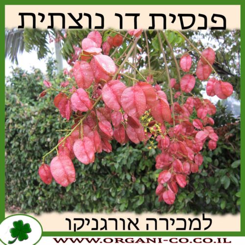 פנסית דו נוצתית למכירה - מחיר