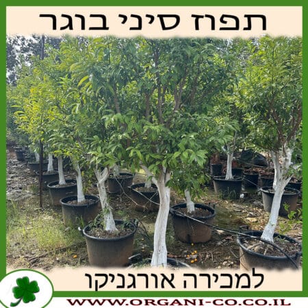 תפוז סיני בוגר 4 צול למכירה - מחיר