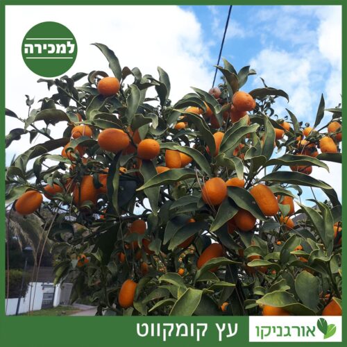 קומקווט - תפוז סיני - למכירה - מחיר