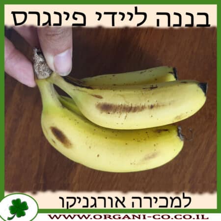 בננה ליידי פינגרס - סניוריטה למכירה - מחיר