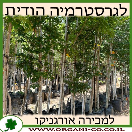 לגרסטרמיה הודית למכירה - מחיר