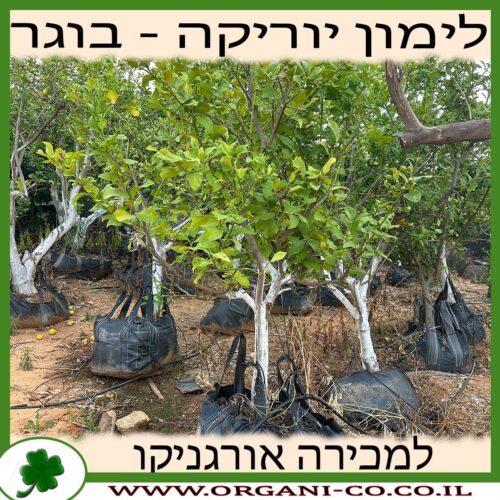 לימון יוריקה בוגר 3-4 צול למכירה - מחיר