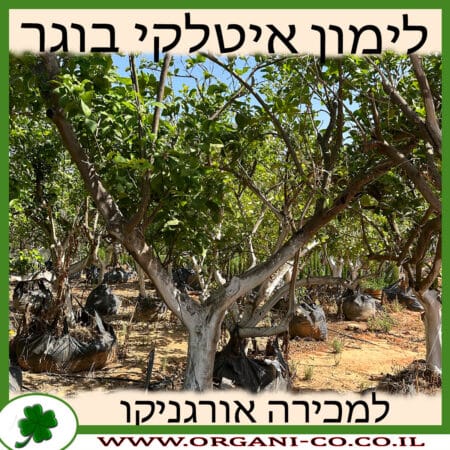 לימון איטלקי בוגר למכירה - מחיר