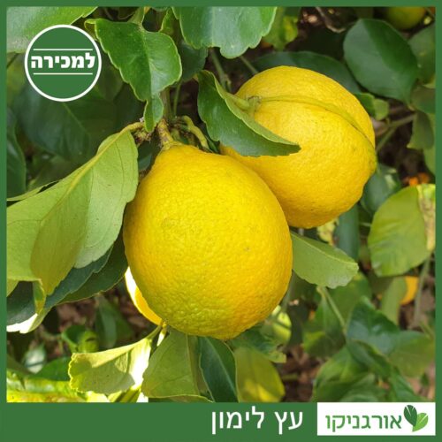 עץ לימון למכירה - מחיר