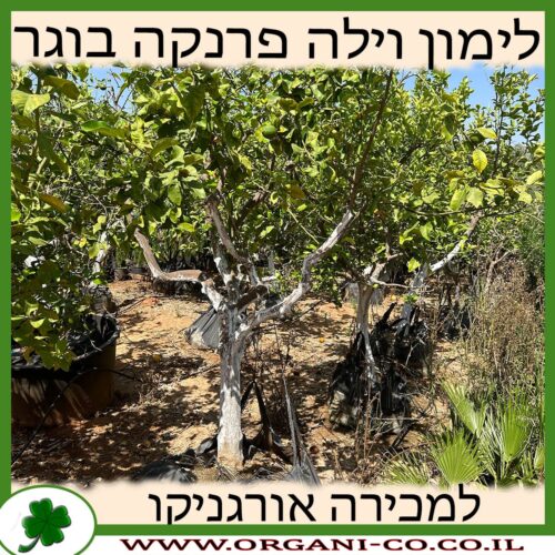 לימון וילה פרנקה בוגר למכירה - מחיר