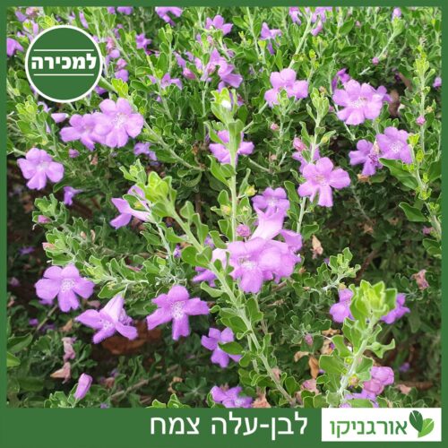 לבן-עלה למכירה - מחיר