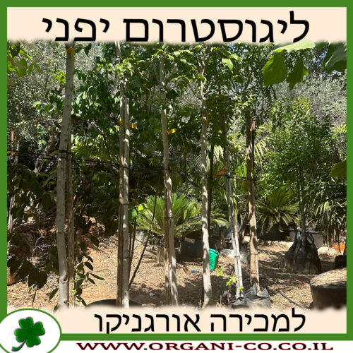 ליגוסטרום יפני למכירה - מחיר