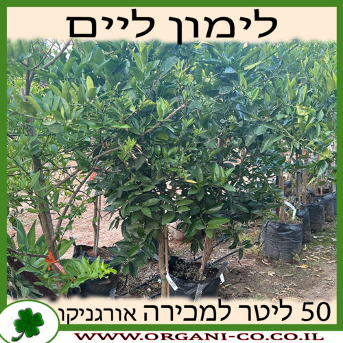 לימון ליים 50 ליטר למכירה - מחיר